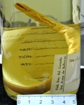 Lampreta japonica, author: Gascon, Sarah