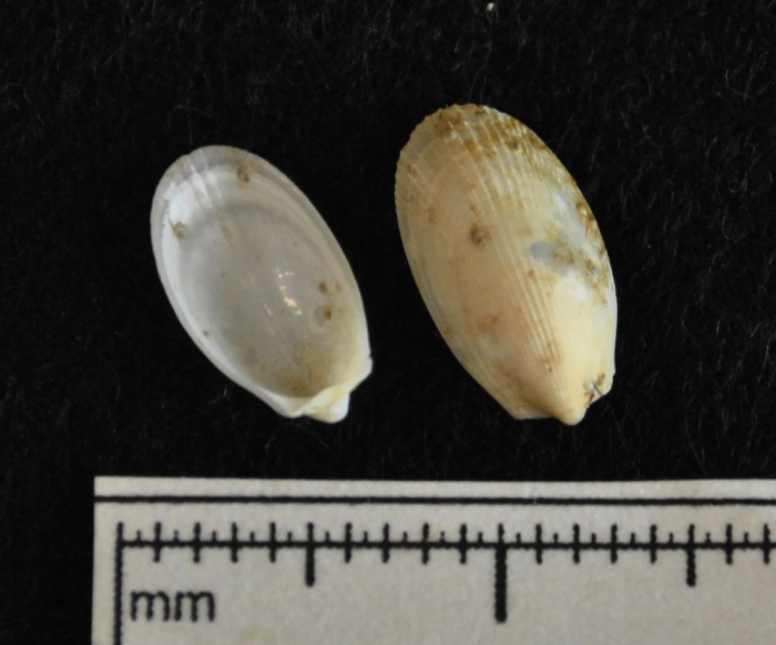 Limatula subauriculata Limatula subauriculata