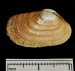 Lyonsia arenosa, author: Gascon, Sarah