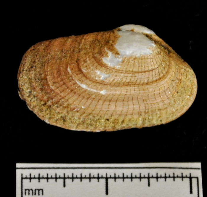 Lyonsia arenosa Lyonsia arenosa