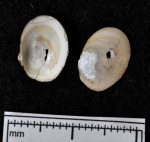 Macoma loveni, author: Gascon, Sarah