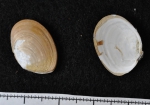 Bivalvia