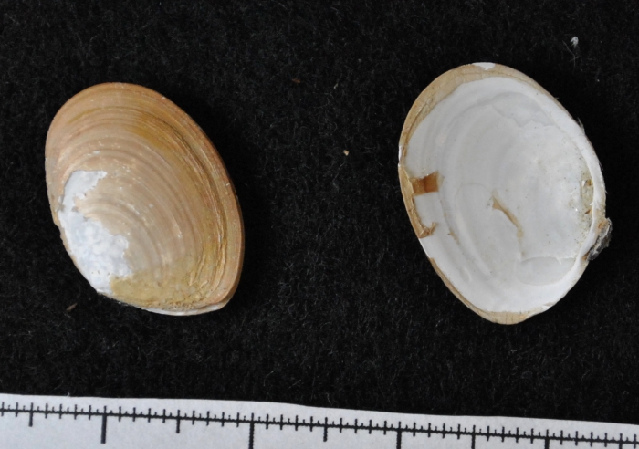 Macoma moesta Macoma moesta