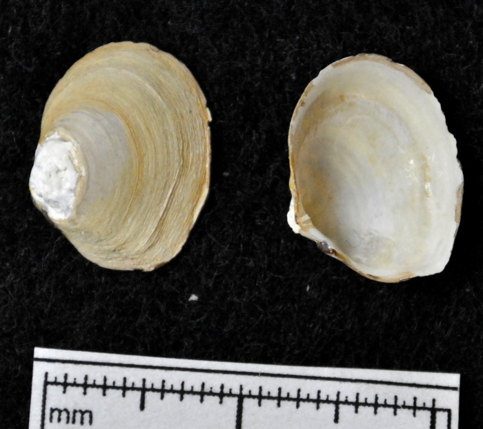 Macoma torelli Macoma torelli