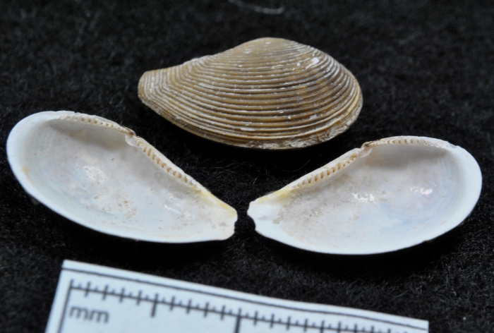 Nuculana minuta Nuculana minuta