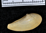Bivalvia