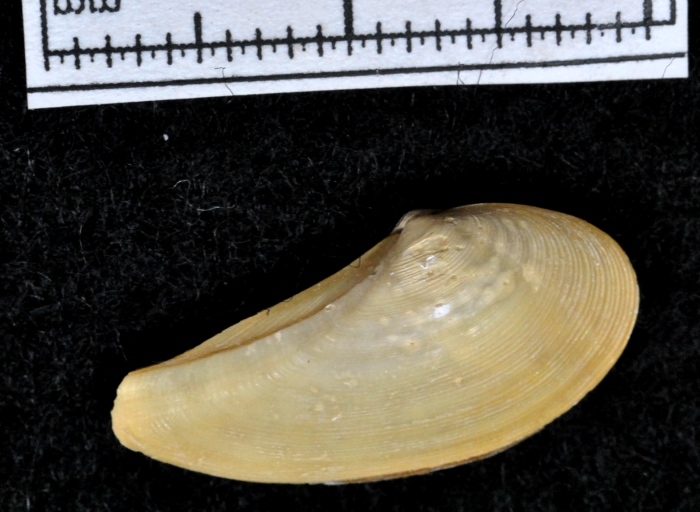 Nuculana pernula Nuculana pernula