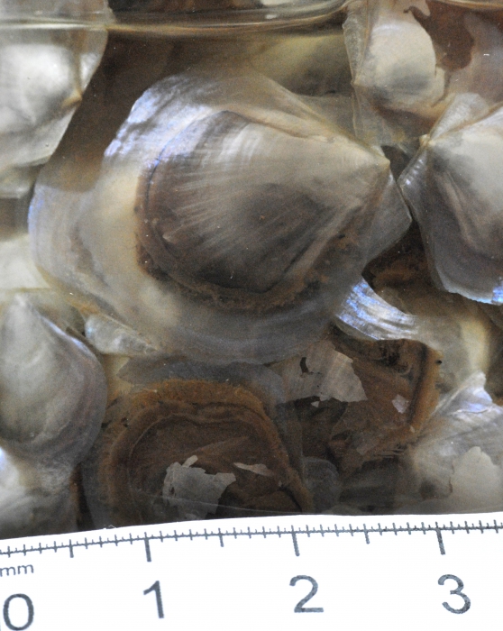 Pecten groenlandicus Pecten groenlandicus
