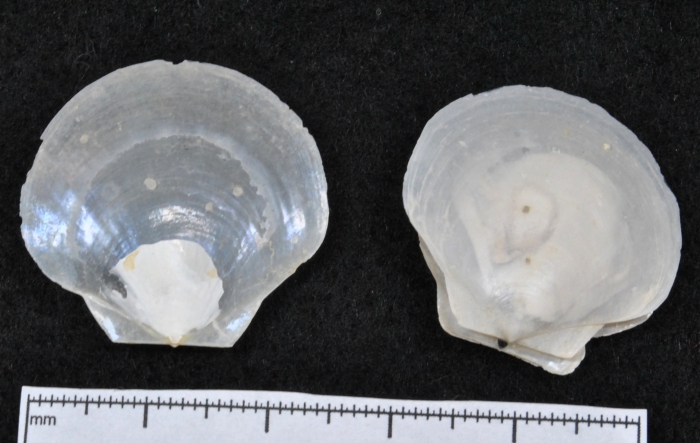 Pecten groenlandicus Pecten groenlandicus