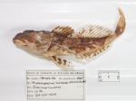 Myoxocephalus aenaeus - collection, author: Fisheries and Oceans Canada, Claude Nozes