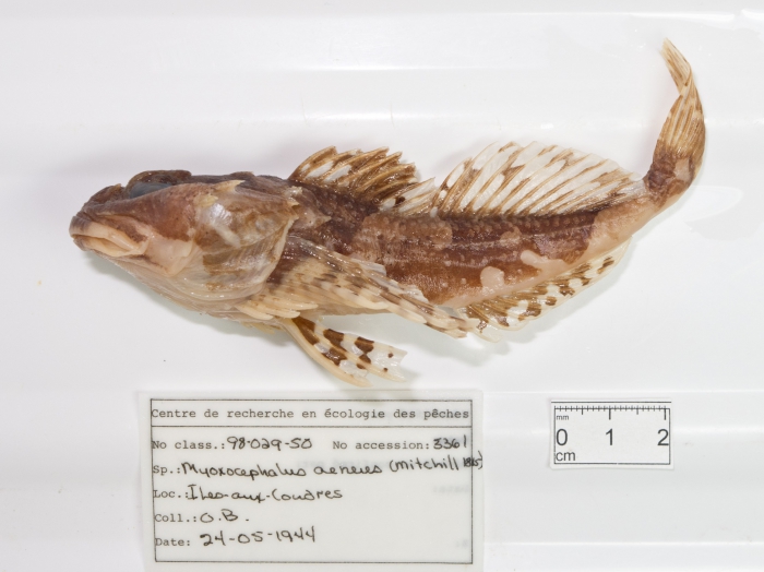 Myoxocephalus aenaeus - collection Myoxocephalus aenaeus - collection