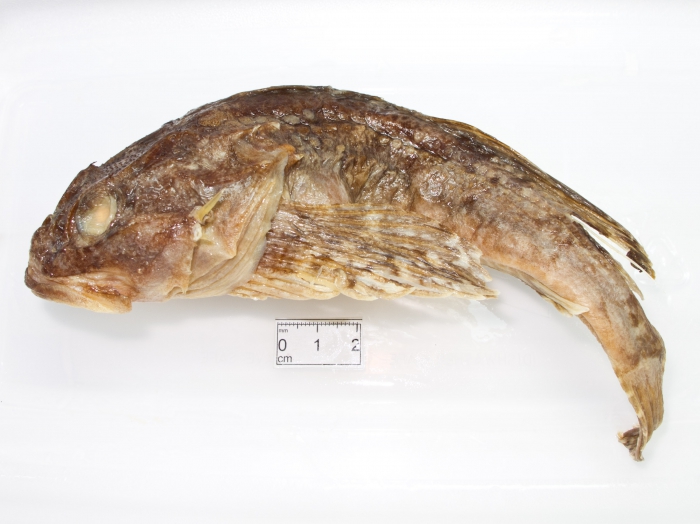Myoxocephalus scorpioides - Arctic sculpin Myoxocephalus scorpioides - Arctic sculpin
