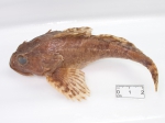 Myoxocephalus scorpius - collection, author: Fisheries and Oceans Canada, Claude Nozes
