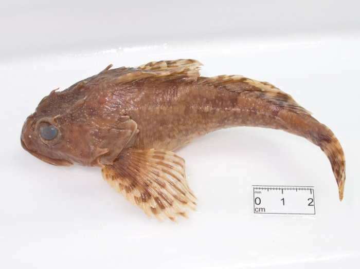 Myoxocephalus scorpius - collection Myoxocephalus scorpius - collection