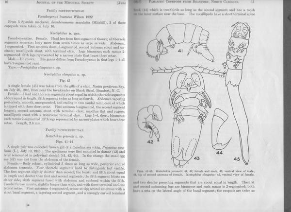 Noetiphilus elongatus description Noetiphilus elongatus description