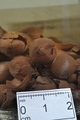 Rossia moelleri - eggs, author: Gascon, Sarah