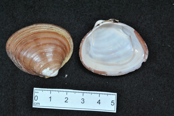 Serripes groenlandicus Serripes groenlandicus