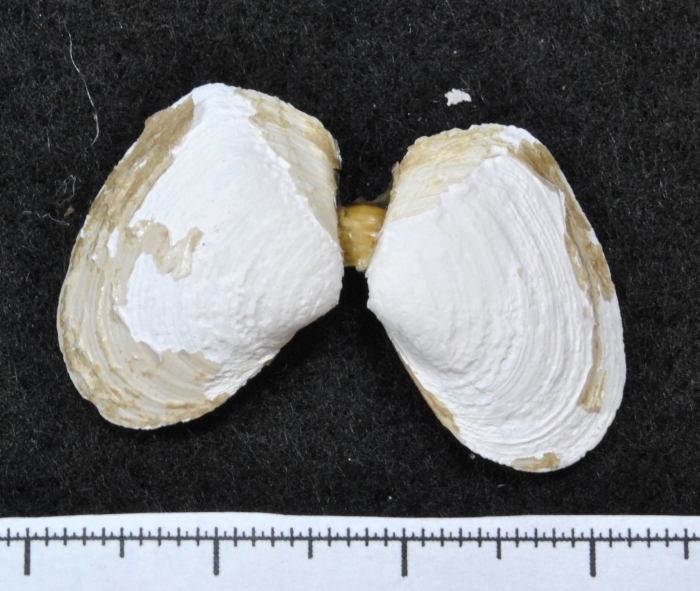 Thracia septentrionalis Thracia septentrionalis