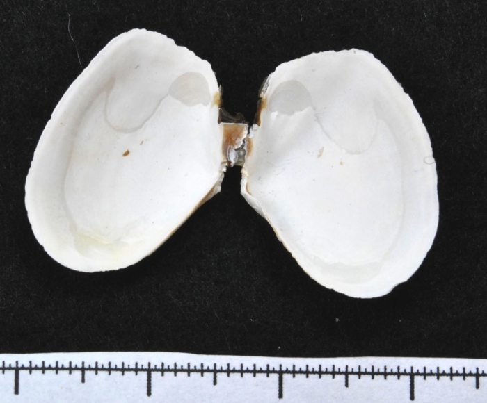 Thracia septentrionalis Thracia septentrionalis
