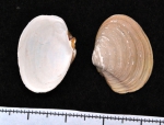 Molluscs
