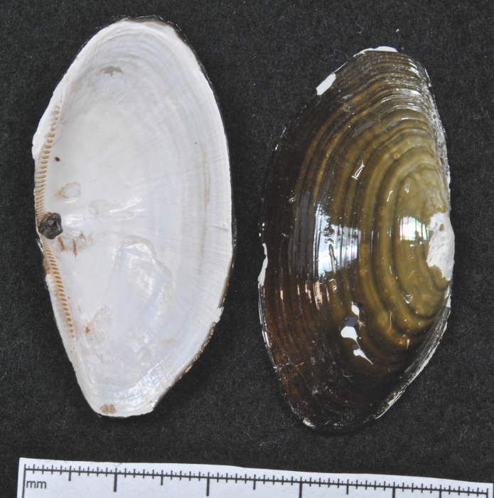 Yoldia hyperborea Yoldia hyperborea