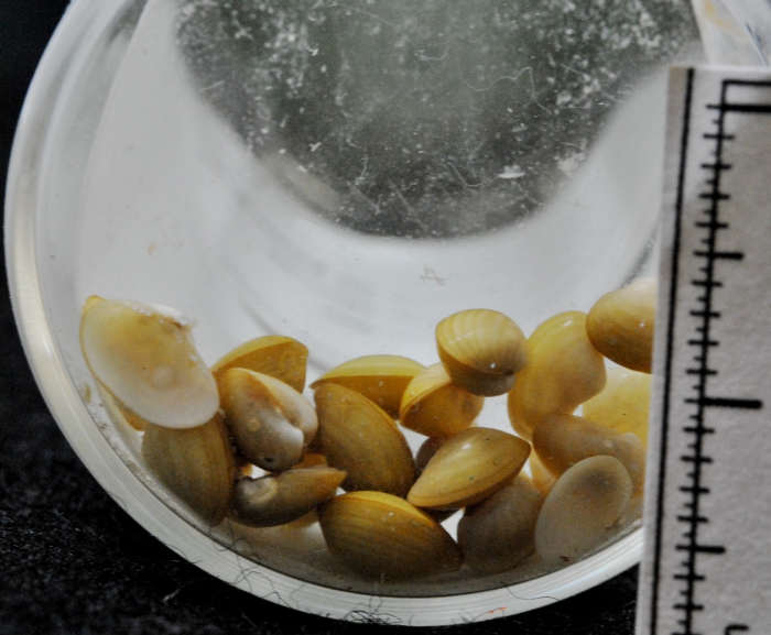 Yoldiella lenticula Yoldiella lenticula