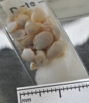 Thyasira gouldi, author: Gascon, Sarah