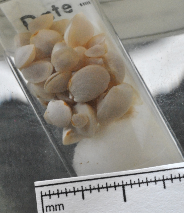 Thyasira gouldi Thyasira gouldi