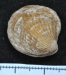 Venericardia borealis, author: Gascon, Sarah