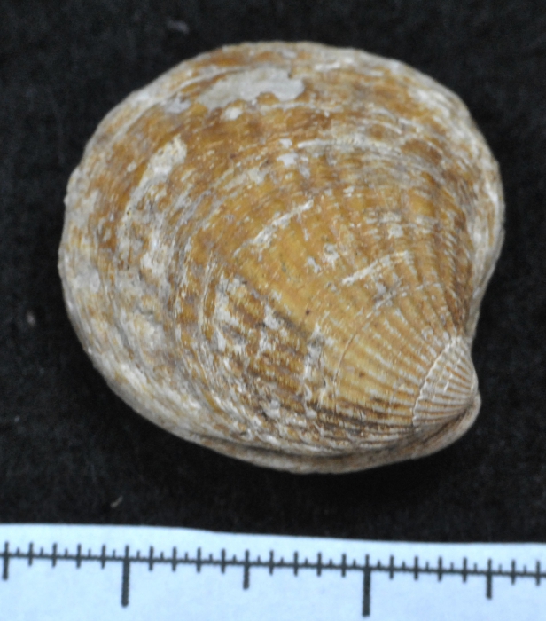 Venericardia borealis Venericardia borealis