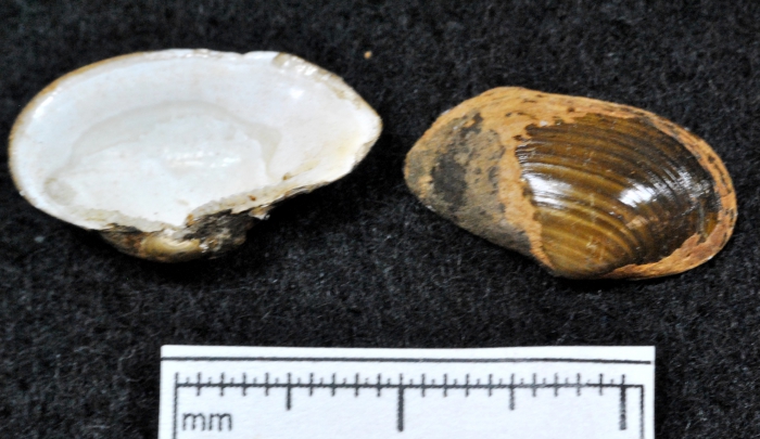 Yoldiella intermedia Yoldiella intermedia