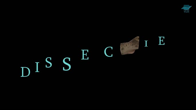VIDEO: Dissectie hondshaai