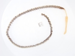 Cnidarians