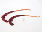 Cnidarians