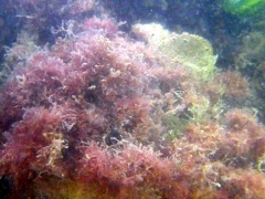 20110618_Zeebrugge