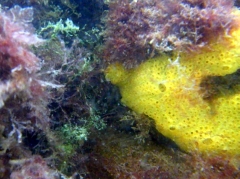 20110618_Zeebrugge