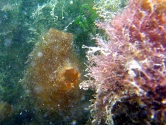 20110618_Zeebrugge