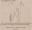 Van Beneden & Hesse (1864, fig. 1), author: P.J. Van Beneden & C.E. Hesse