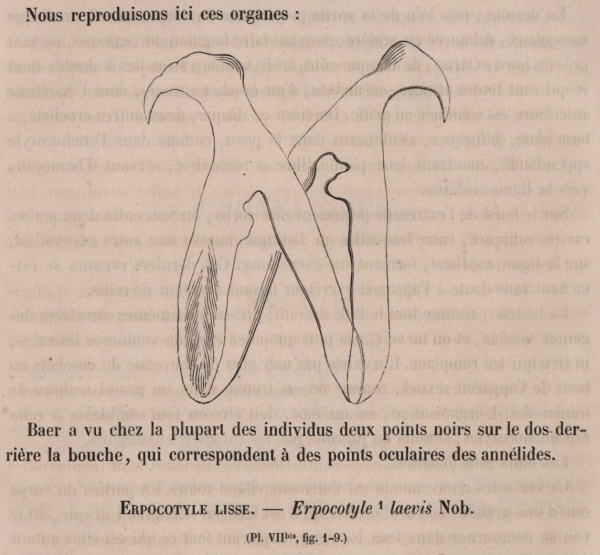 Van Beneden & Hesse (1864, fig. 1)