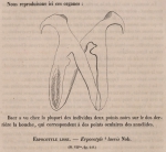 Van Beneden, P.-J.; Hesse, C.E. (1864). Recherches sur les Bdellodes (Hirudinées) et les Trématodes marins Mém. Acad. R. Sci. Lett. B.-Arts Belg., Collect. 4 34: 1-149, plates I-XV