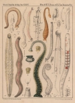 <B>Van Beneden, P.-J.; Hesse, C.E.</B> (1864). Recherches sur les Bdellodes (Hirudinées) et les Trématodes marins Mém. Acad. R. Sci. Lett. B.-Arts Belg., Collect. 4 34: 1-149, plates I-XV