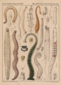 Hirudinea (leeches)