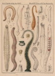 Van Beneden, P.-J.; Hesse, C.E. (1864). Recherches sur les Bdellodes (Hirudinées) et les Trématodes marins Mém. Acad. R. Sci. Lett. B.-Arts Belg., Collect. 4 34: 1-149, plates I-XV