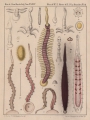 Hirudinea (leeches)