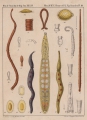 Hirudinea (leeches)