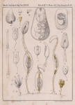 Van Beneden, P.-J.; Hesse, C.E. (1864). Recherches sur les Bdellodes (Hirudinées) et les Trématodes marins Mém. Acad. R. Sci. Lett. B.-Arts Belg., Collect. 4 34: 1-149, plates I-XV