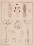 <B>Van Beneden, P.-J.; Hesse, C.E.</B> (1864). Recherches sur les Bdellodes (Hirudinées) et les Trématodes marins Mém. Acad. R. Sci. Lett. B.-Arts Belg., Collect. 4 34: 1-149, plates I-XV