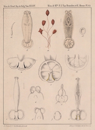 Van Beneden & Hesse (1864, pl. 06) Van Beneden & Hesse (1864, pl. 06)