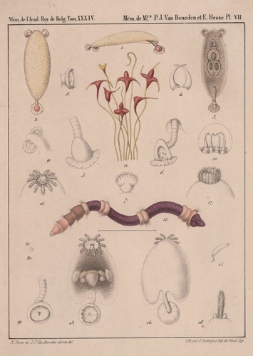 Van Beneden & Hesse (1864, pl. 07) Van Beneden & Hesse (1864, pl. 07)