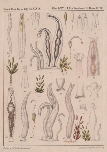 Van Beneden & Hesse (1864, pl. 08) Van Beneden & Hesse (1864, pl. 08)
